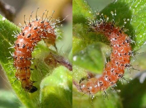 Réf. 305 088 : Stangeia siceliota